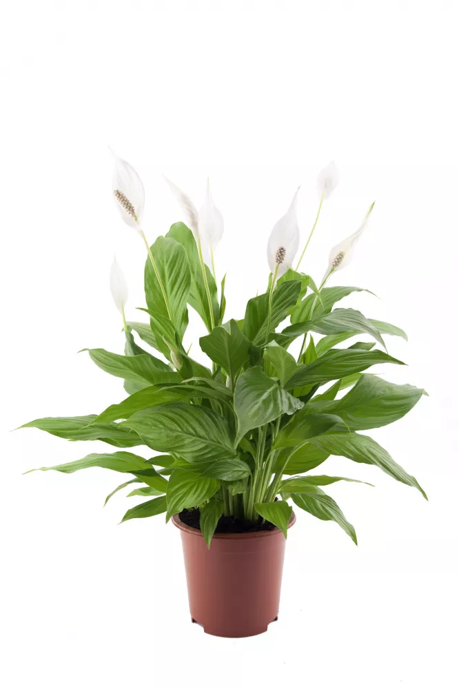 Основное изображение