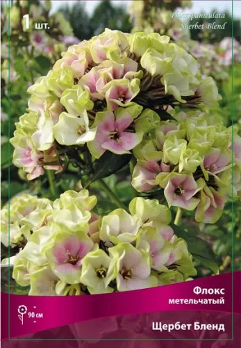 Кореневище Флокс метельчатый Щербет Бленд  1шт Поиск 