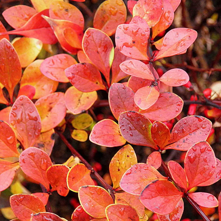 Барбарис оттавский Индиан Cаммер v2-3 Tim 