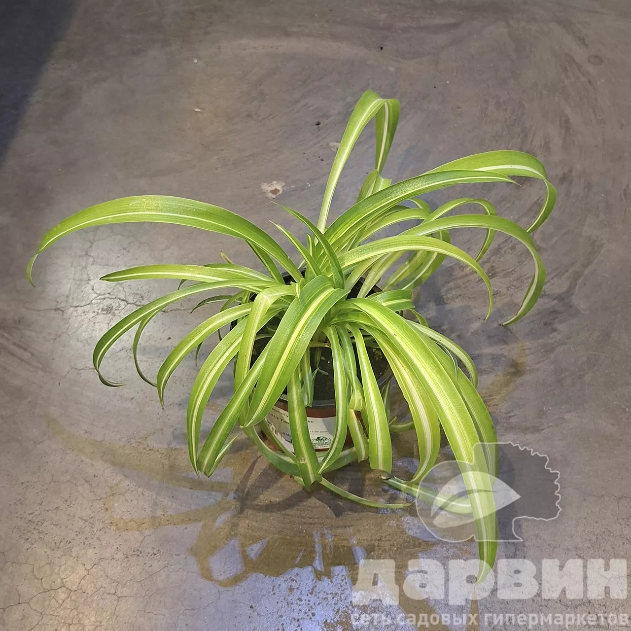 Хлорофитум d12 Tim 