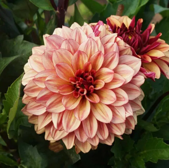 Клубень Георгина декоративная Крем де Коньяк 1шт. Поиск 