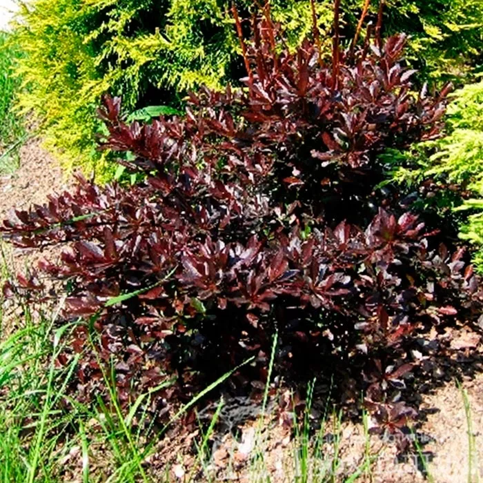 Барбарис тунберга Ред чиф C2, 15-20 UL 