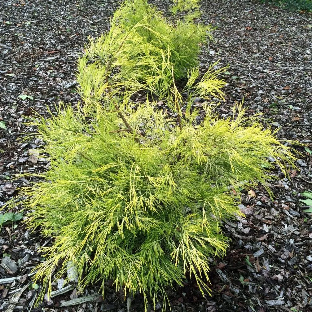 Кипарисовик лавсона Карака 60-70 Mt 