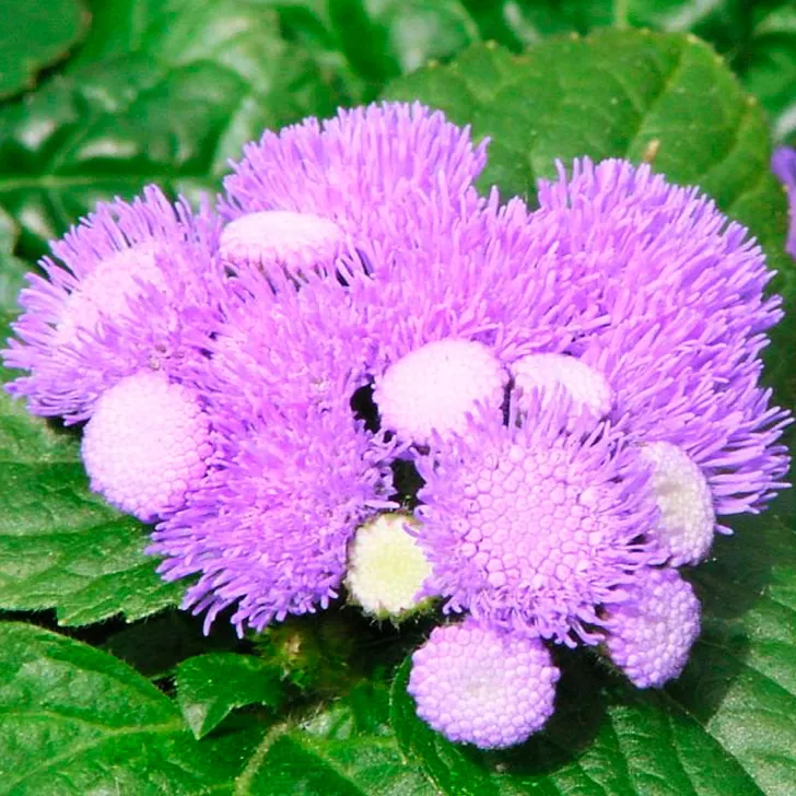 Агератум в ассортименте Е6 ЕГ 