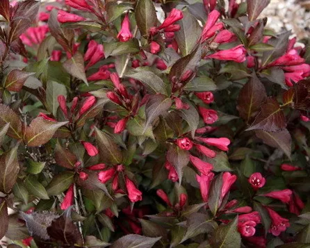 Вейгела цветущая Наоми Кемпбелл v3 20-40 Bor 