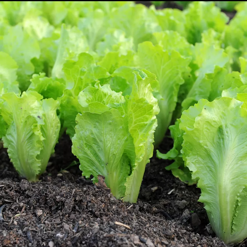 Рассада Салат Ромейн кассета 6шт, Цм 