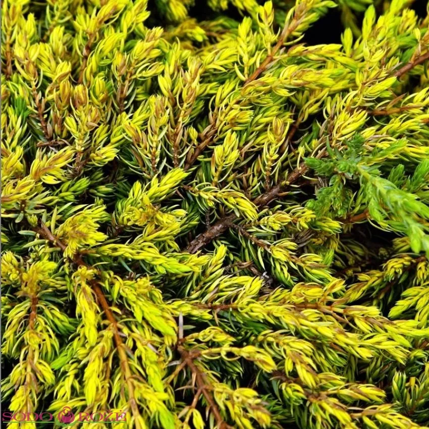 Можжевельник обыкновенный Голдшатз v8 30-40 