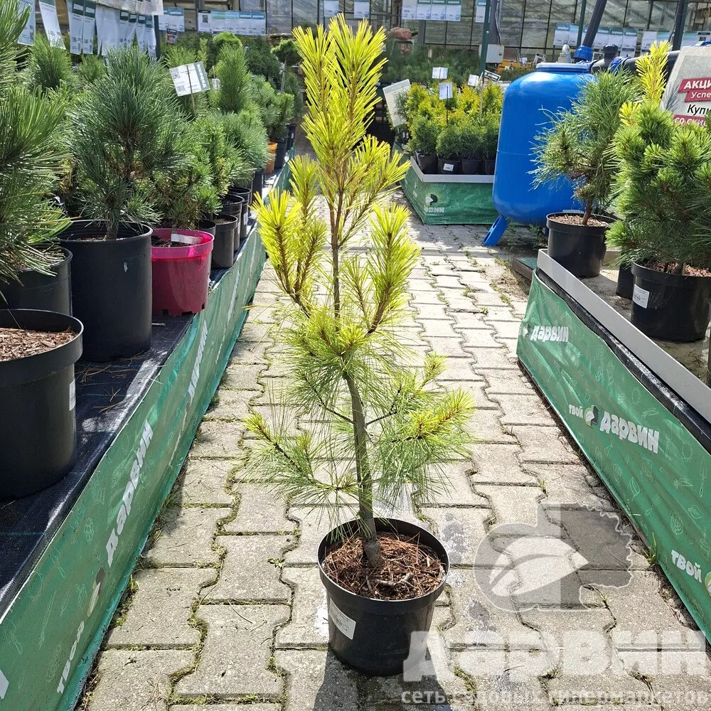 Сосна веймутова Пацифик Санрайс v4 30-40см Mt 