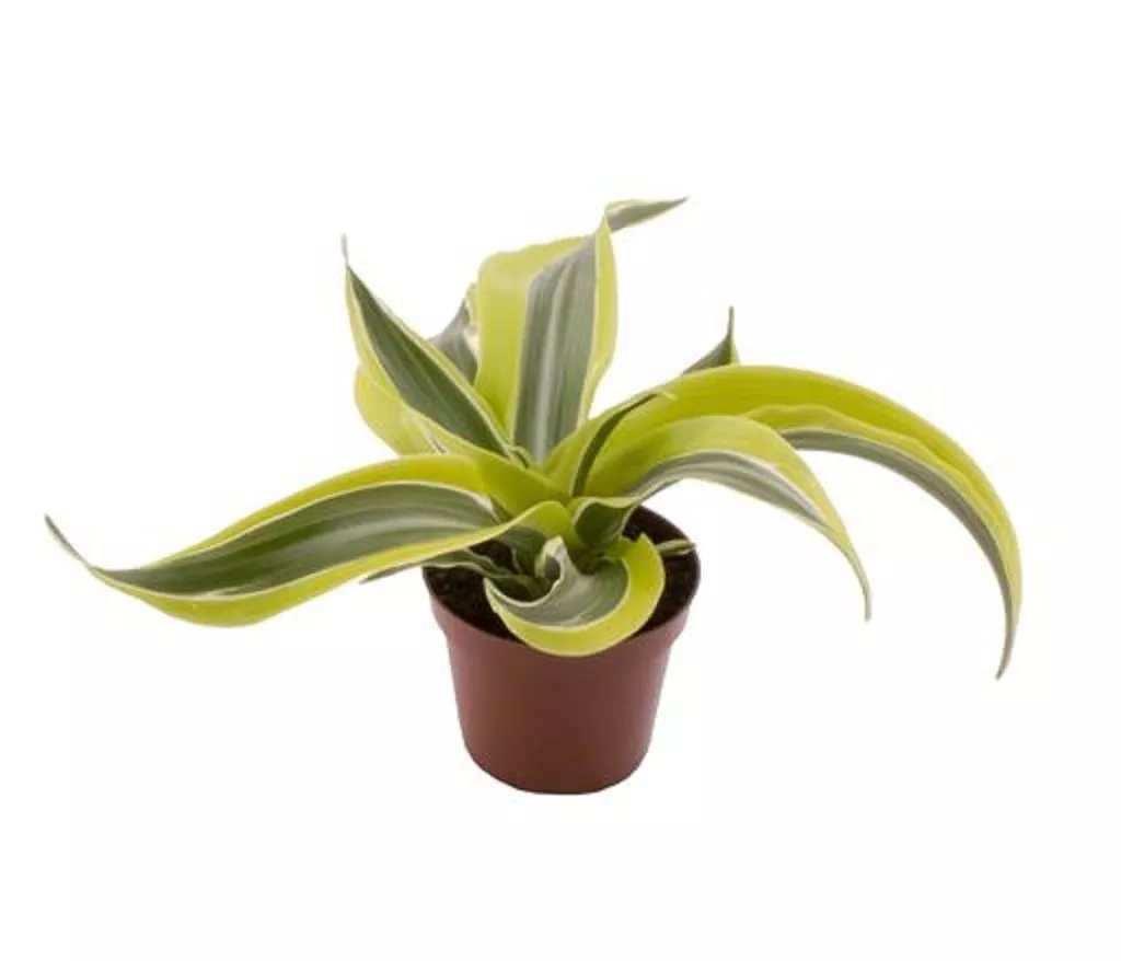 Драцена фрагранс Лемон Сюрпрайз d12 