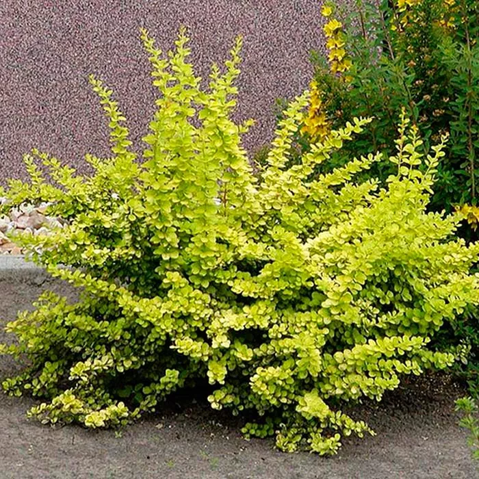 Барбарис тунберга Голден карпет C2, 25-40 UL 