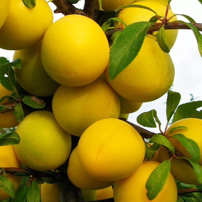 Слива Желтая 3-х летка v5-10 Tim 