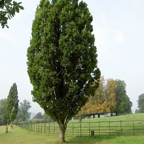 Дуб черешчатый Фастигиата c10 h150-175 Tw5 