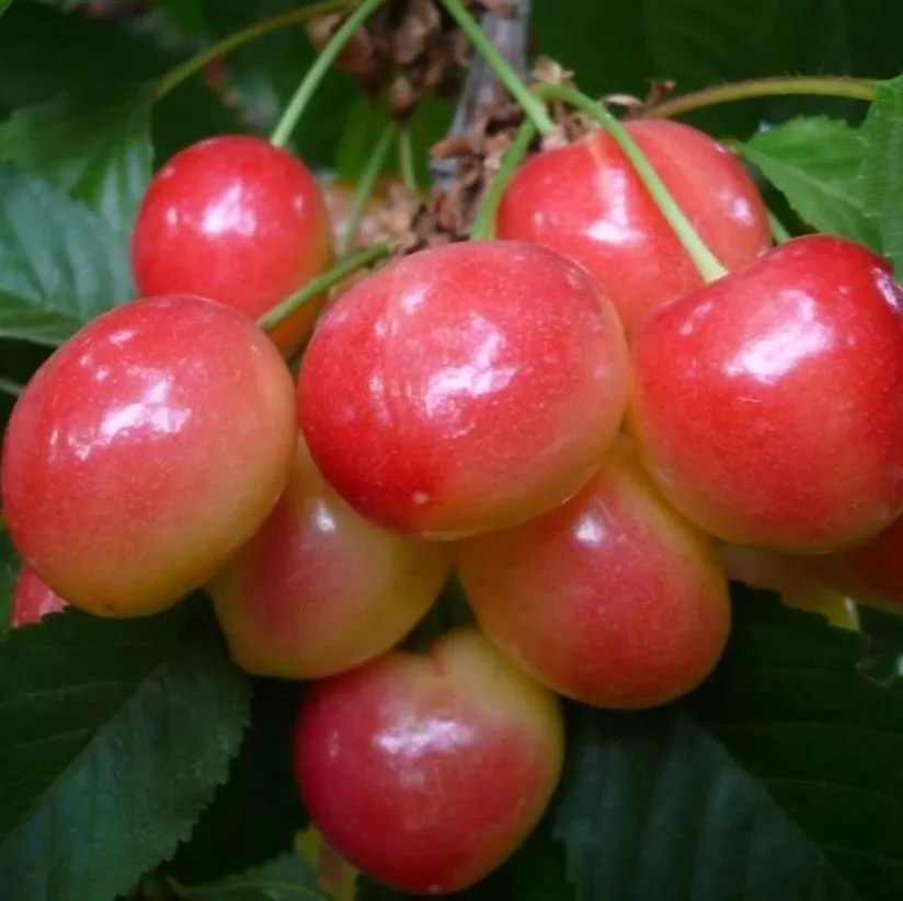 Черешня Наслаждение ранн v7 100-140 Tim 