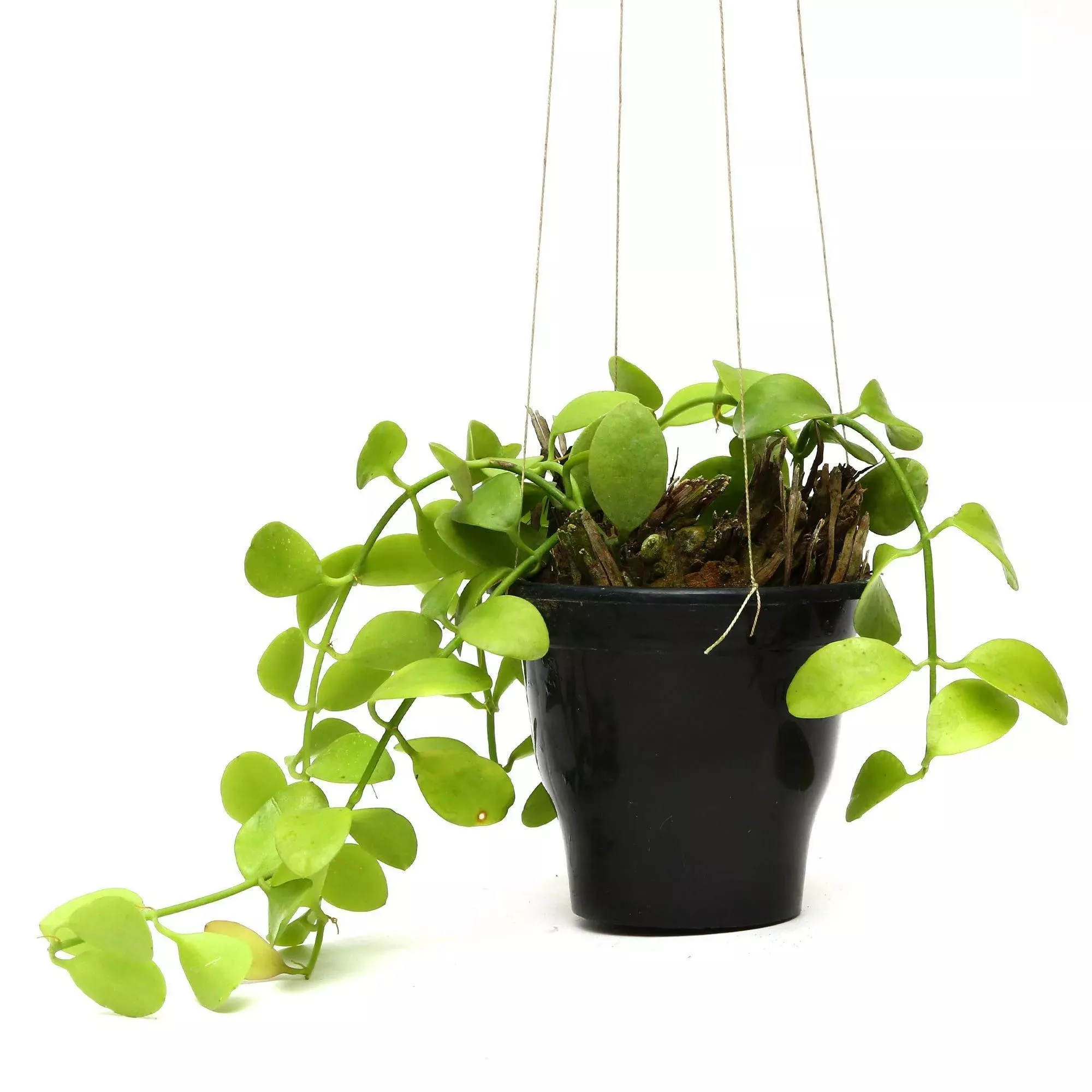 Хойя в кашпо d15 