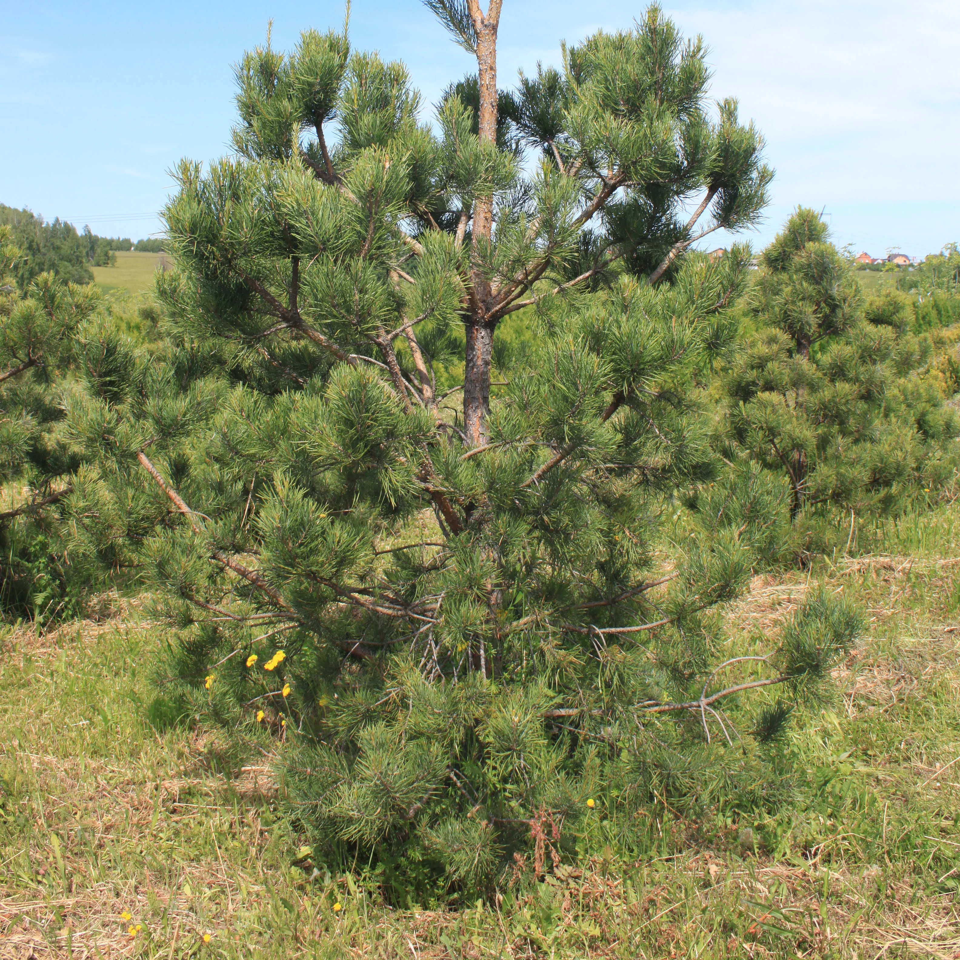 Растение сосна обыкновенная Альба пикта 60-80см Lt 