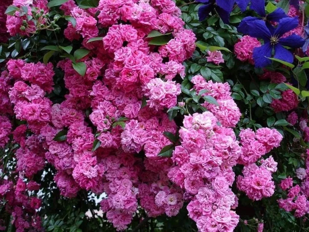 Роза почвопокровная Супер Дороти в коробке ЦО 