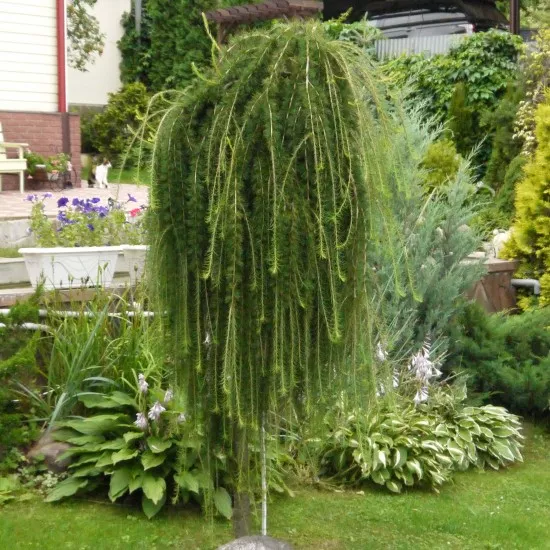 Лиственница в ассортименте v10 штамб 120см 