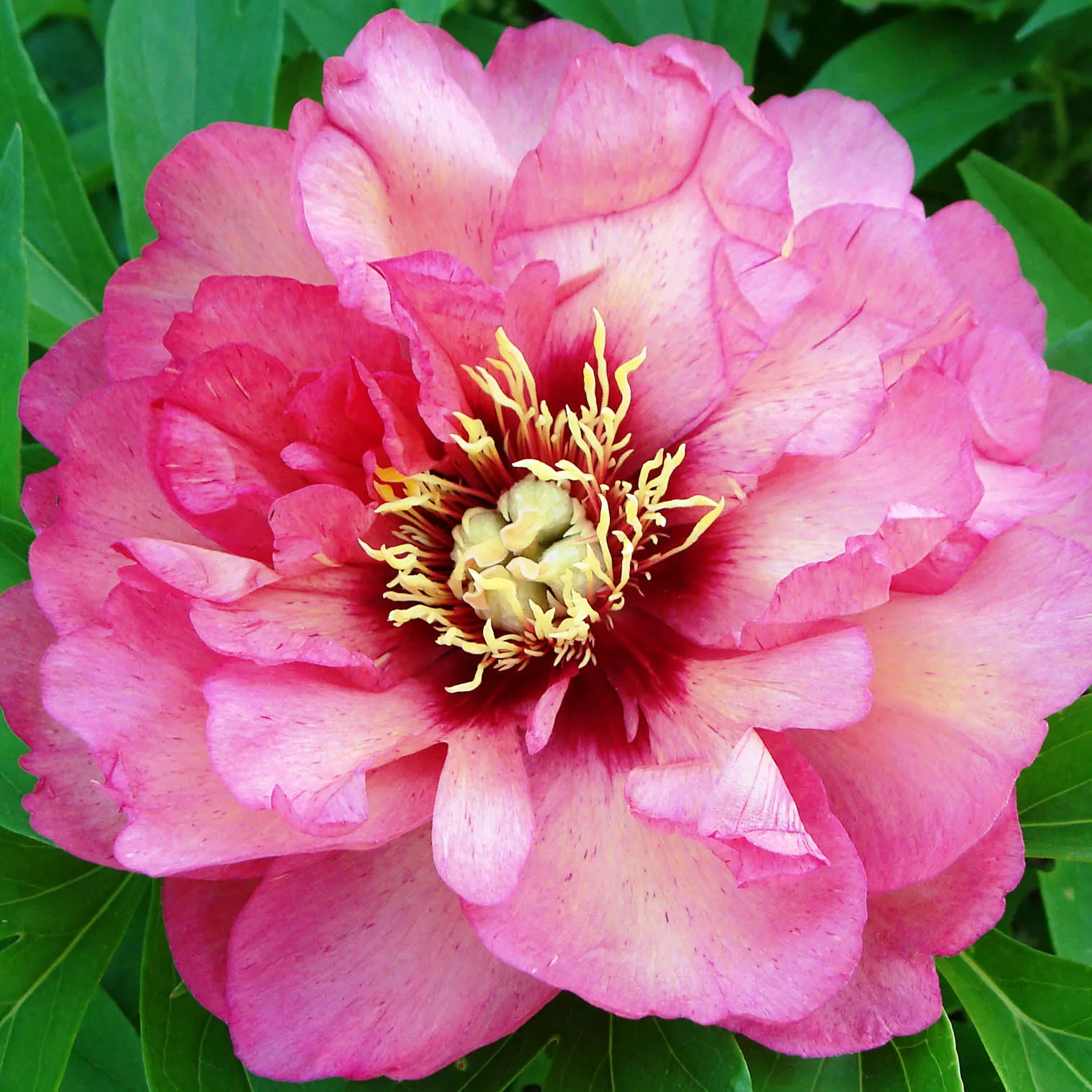 Пион Хилари v3-5 Tim 