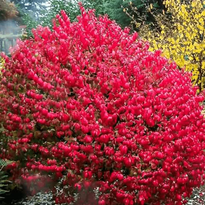 Бересклет крылатый Компактус v2 h15-20 