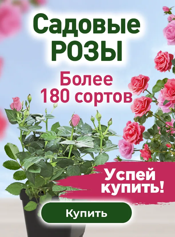 Садовые розы 