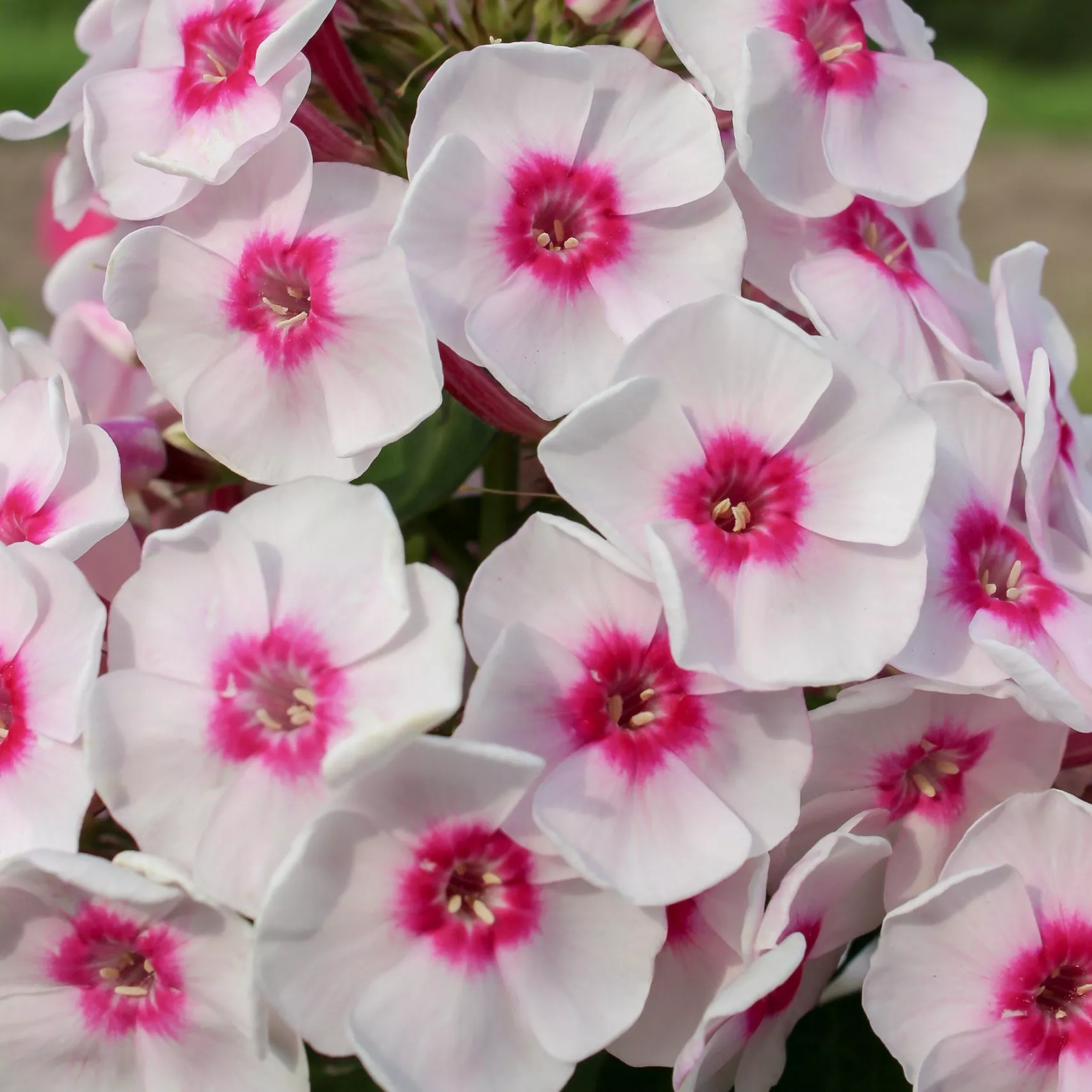 Флокс Юник Тренди v2 Tim 