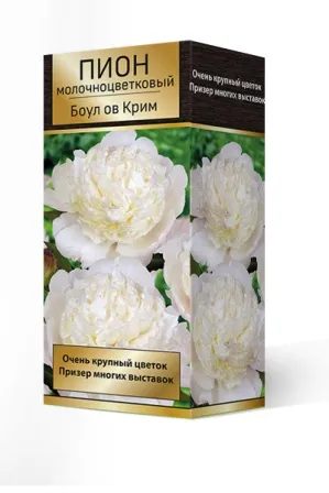 Пион молочноцветковый Боул ов Крим 2-3. 1шт Поиск 