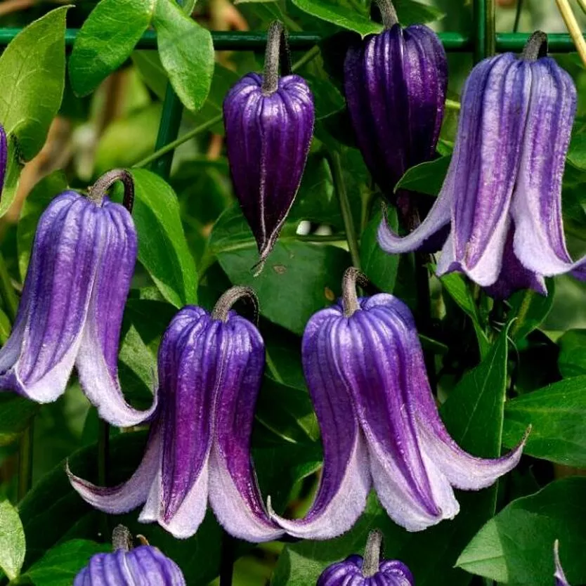 Клематис Роогучи Р9 CL 