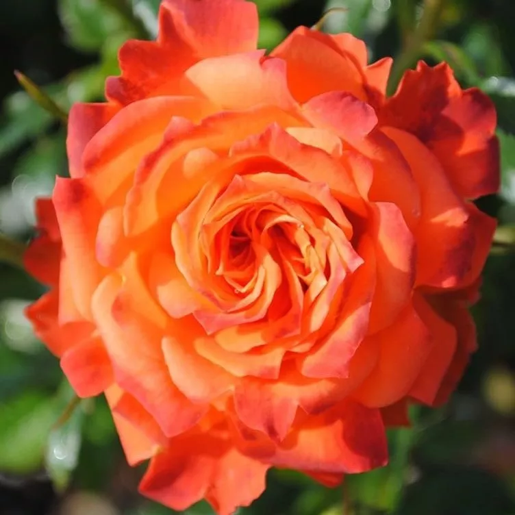 Роза спрей Мандарин v5 Lav 