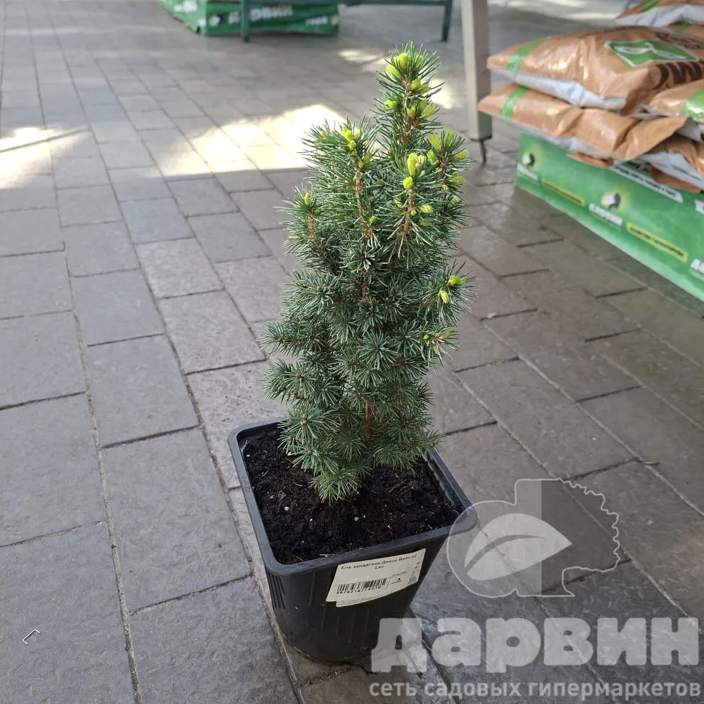 Ель канадская Дейзи Вайт в2 лав ватермарка