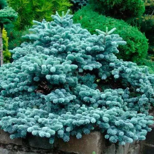 Растение пихта высокорослая Блау хекс Р23/20-25 Tw 