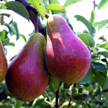 Груша Кармен v7 100-120 Tim 