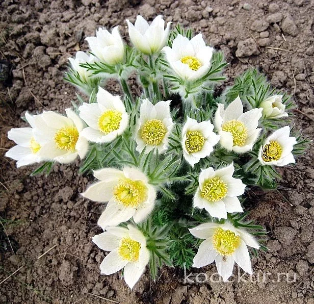 Корневище Прострел обыкновенный Альба 1 шт Поиск 