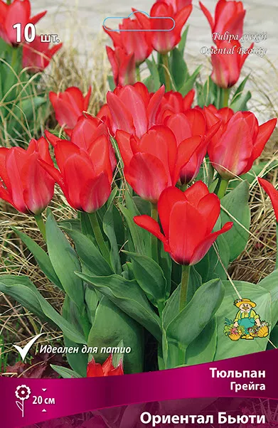 Луковица тюльпан Грейга Ориентал Бьюти 10/11 красный 10шт Поиск 