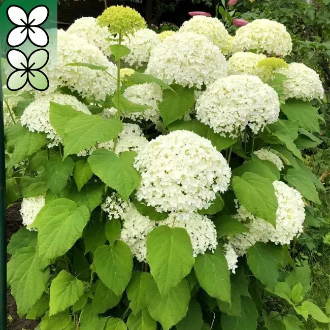 Гортензия древовидная Аннабель v3 Lav 