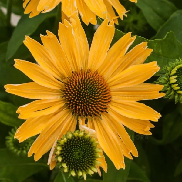 Эхинацея Еллоу Перл v2 Tim 