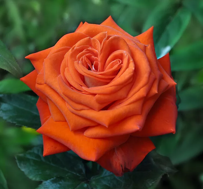 Роза чайно-гибридная в ассортименте v5 Tim 