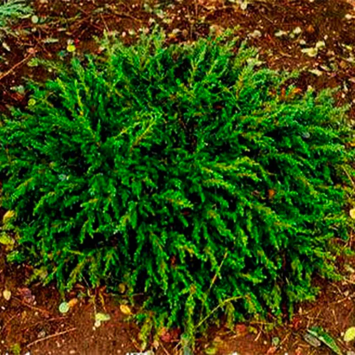 Растение можжевельник обыкновенный Репанда С3 