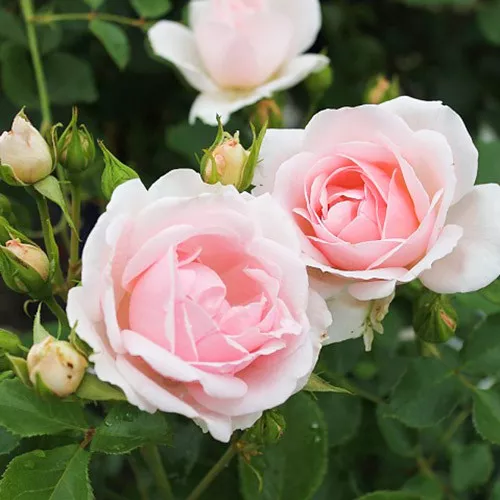 Роза флорибунда Баллада v7,5 Sav 