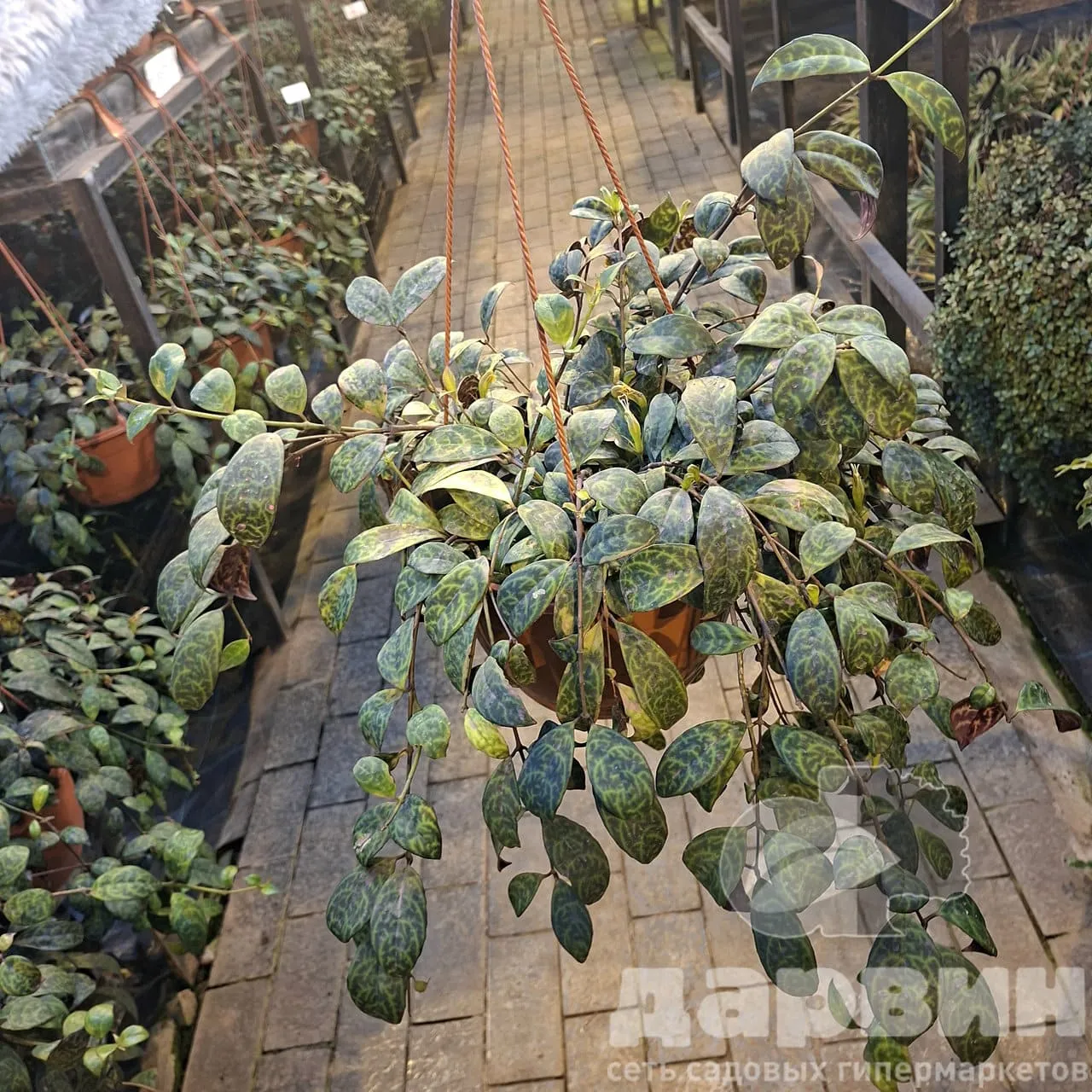 Эсхинантус d23 Tim 