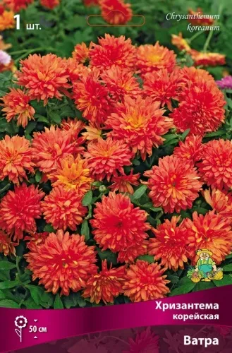 Корневище Хризантема корейская Ватра I 1шт Поиск 