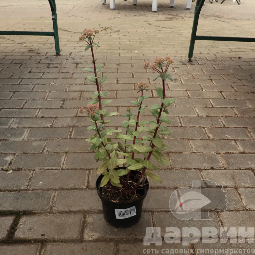 Очиток гибридный Красный Каули С1.5 КВ ватермарка