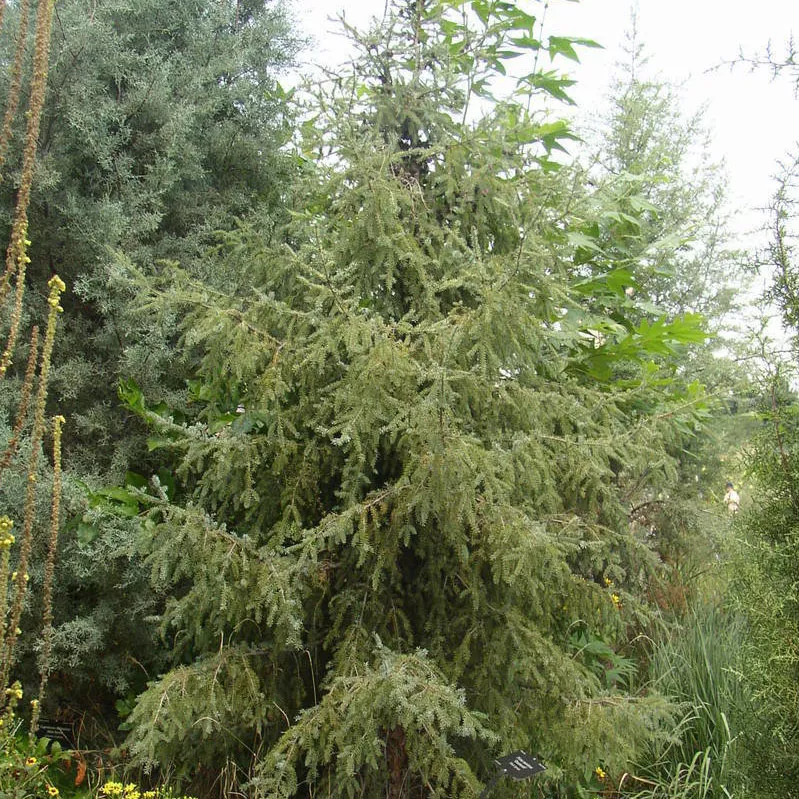 Растение ель черная Домети 40-60см Lt2 