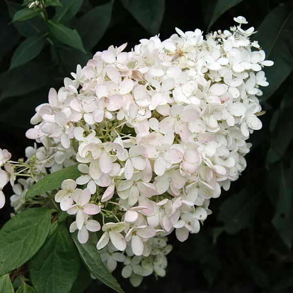 Гортензия метельчатая Бомбшел v3 40-60 Sav 