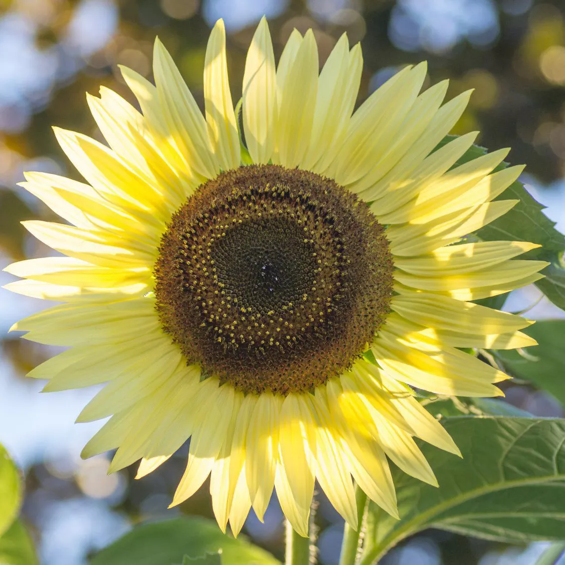 Подсолнечник Лемон Квин Tim 