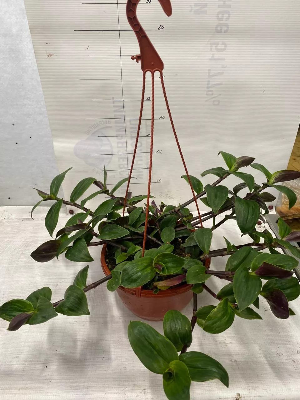 Традесканция блосфельда в кашпо d23 Tim 