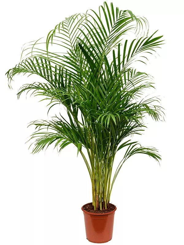 Хризалидокарпус Арека d21 h100 