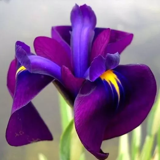 Ирис энсанта Вариегата v2 Tim 