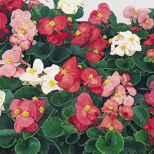Бегония вечноцветущая d 9 