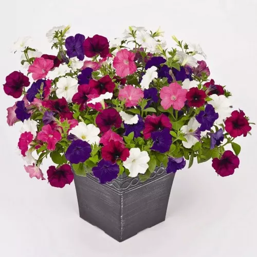 Петуния Карнавал D12 ЕГ 