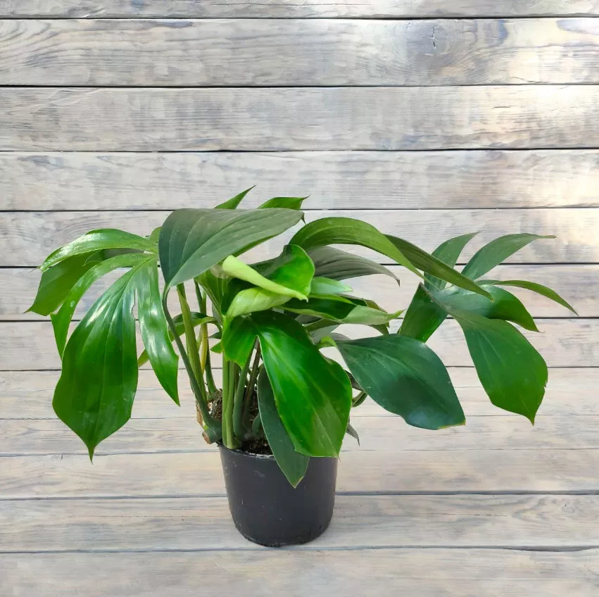 Эпипремнум Пиннатум Драгон Тэйл d15 ХР 